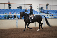 2019 Morgan Horse Show - Sept 01, 2019 - 04011