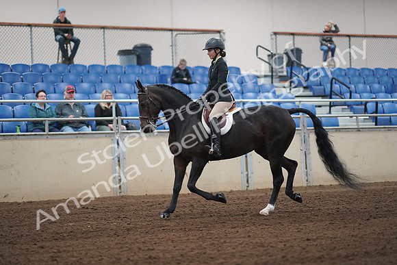 2019 Morgan Horse Show - Sept 01, 2019 - 04011