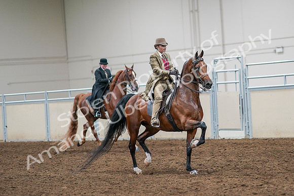 2020 - AB Morgan Horse - Sat, Sept 05 - 08227