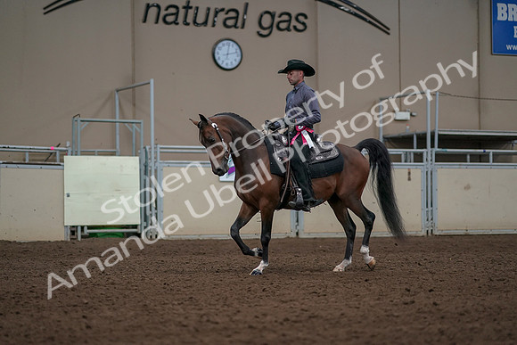 2019 Morgan Horse Show - Aug 31, 2019 - 06259