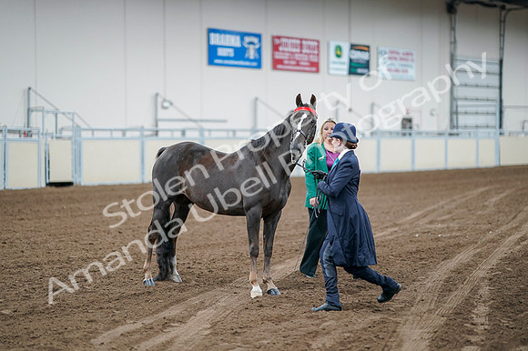 2020 - AB Morgan Horse - Fri, Sept 04 - 00699
