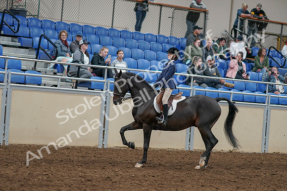 2020 - AB Morgan Horse - Sun, Sept 06 - 07928