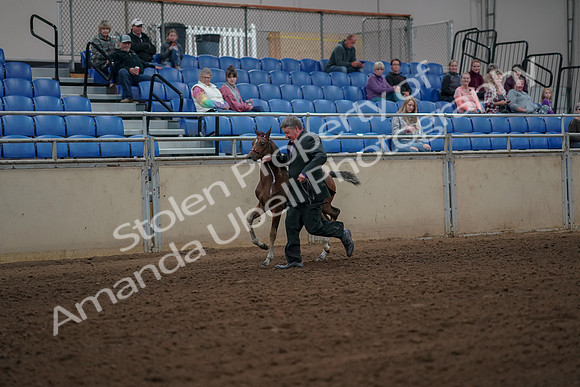 2019 Morgan Horse Show - Aug 30, 2019 - 24776