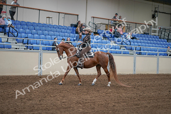 2020 - AB Morgan Horse - Fri, Sept 04 - 08324