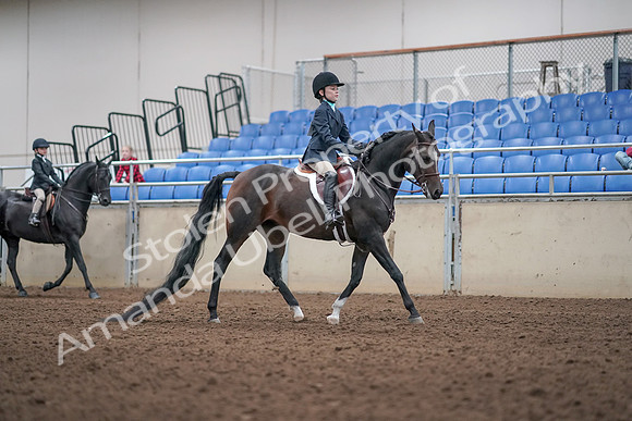 2019 Morgan Horse Show - Aug 31, 2019 - 19623