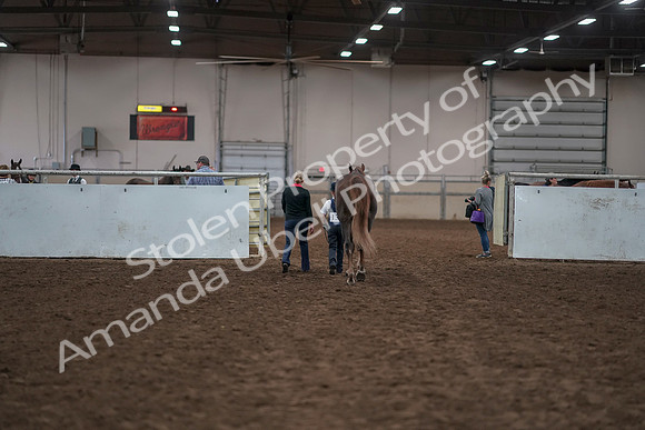 2019 Morgan Horse Show - Aug 31, 2019 - 02836