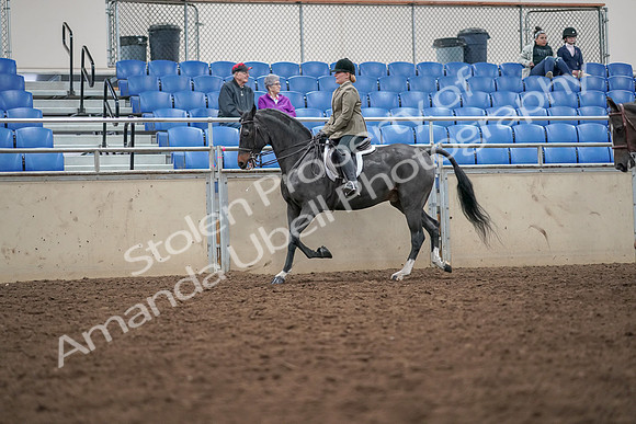 2019 Morgan Horse Show - Aug 30, 2019 - 20054