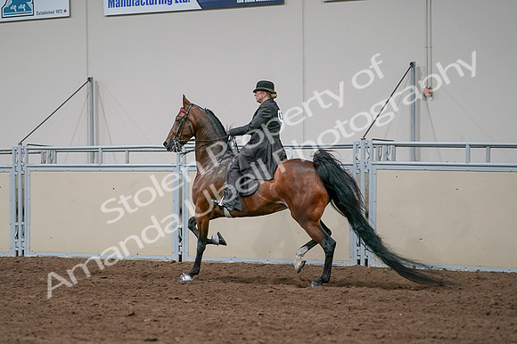 2020 - AB Morgan Horse - Fri, Sept 04 - 09685