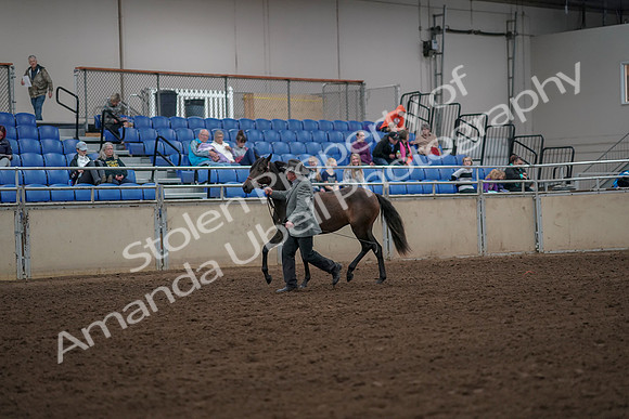 2019 Morgan Horse Show - Aug 30, 2019 - 25674