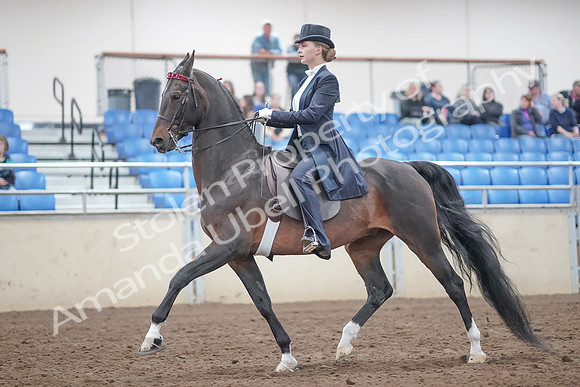 2019 Morgan Horse Show - Aug 31, 2019 - 20460