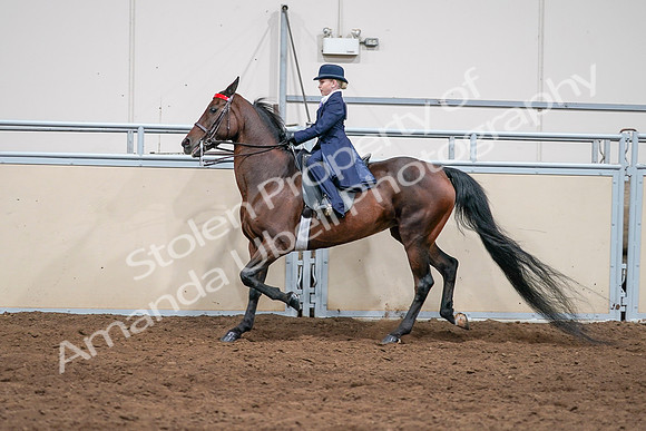 2020 - AB Morgan Horse - Sat, Sept 05 - 04816