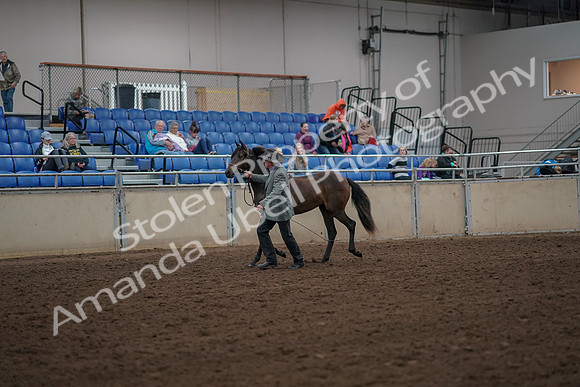 2019 Morgan Horse Show - Aug 30, 2019 - 25671