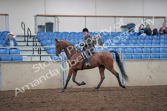 2019 Morgan Horse Show - Aug 31, 2019 - 15001