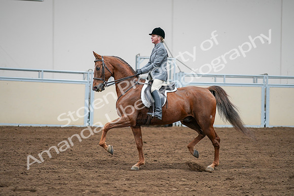2020 - AB Morgan Horse - Sat, Sept 05 - 03300