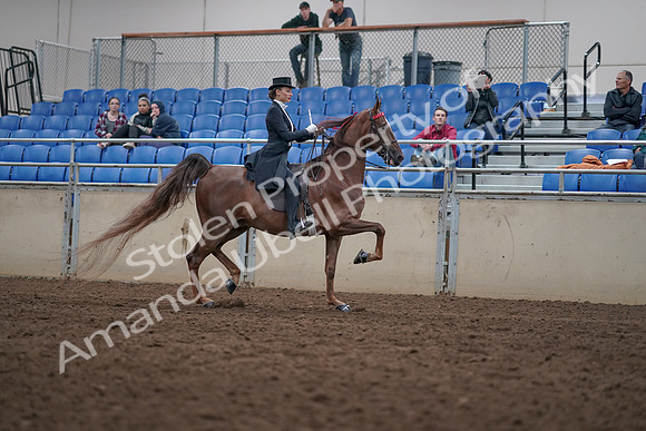 2019 Morgan Horse Show - Aug 31, 2019 - 20684