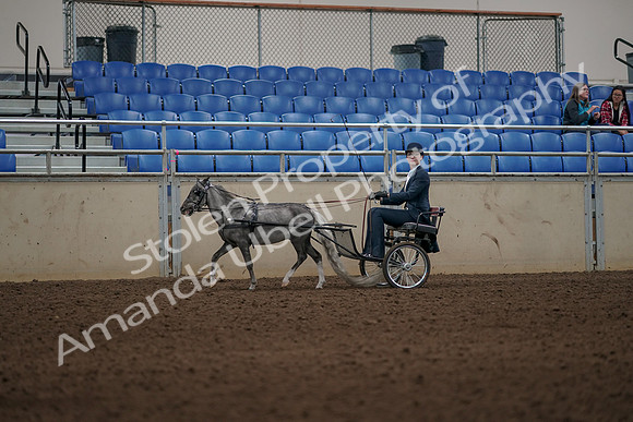 2019 Morgan Horse Show - Aug 31, 2019 - 04362