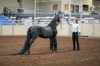 2020 - AB Morgan Horse - Sat, Sept 05 - 00098