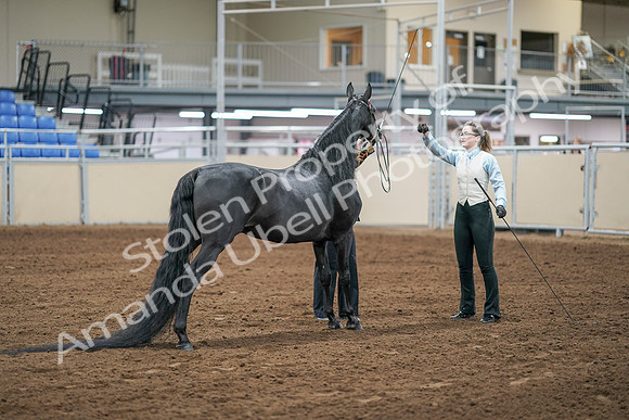 2020 - AB Morgan Horse - Sat, Sept 05 - 00098