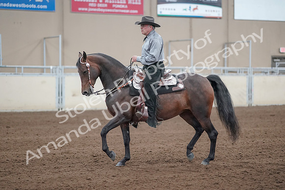 2019 Morgan Horse Show - Sept 01, 2019 - 07225