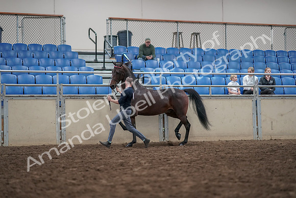2019 Morgan Horse Show - Aug 31, 2019 - 03636