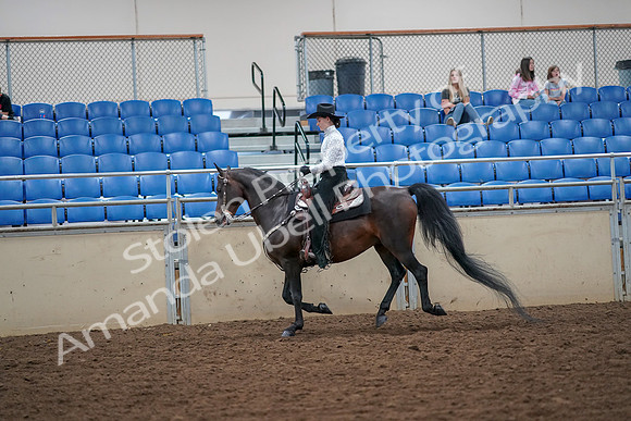 2019 Morgan Horse Show - Aug 30, 2019 - 16872