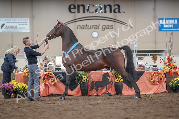 2019 Morgan Horse Show - Aug 31, 2019 - 01415