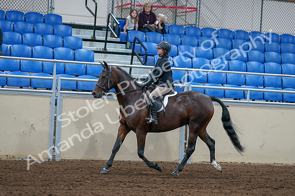 2020 - AB Morgan Horse - Fri, Sept 04 - 01509