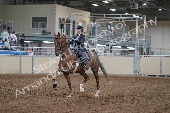 2020 - AB Morgan Horse - Fri, Sept 04 - 11074