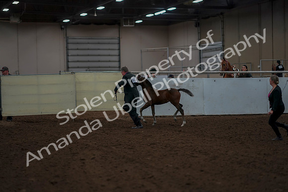 2019 Morgan Horse Show - Aug 30, 2019 - 24763