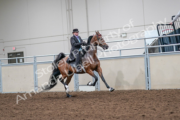 2020 - AB Morgan Horse - Sat, Sept 05 - 13198