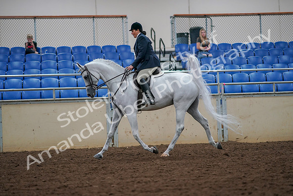 2019 Morgan Horse Show - Aug 30, 2019 - 17315