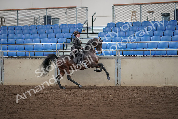 2019 Morgan Horse Show - Aug 30, 2019 - 28152