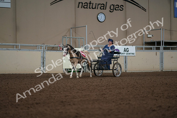 2019 Morgan Horse Show - Aug 31, 2019 - 04592