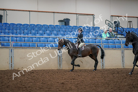 2019 Morgan Horse Show - Aug 30, 2019 - 23325
