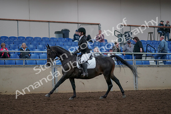 2019 Morgan Horse Show - Aug 31, 2019 - 16658