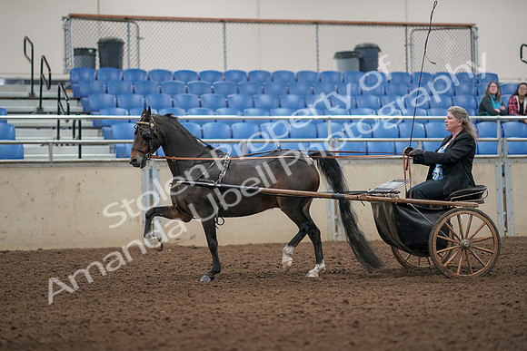 2019 Morgan Horse Show - Aug 31, 2019 - 04398