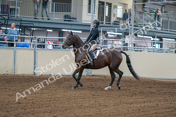 2020 - AB Morgan Horse - Fri, Sept 04 - 01495