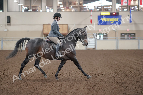 2019 Morgan Horse Show - Sept 01, 2019 - 11027