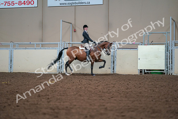 2019 Morgan Horse Show - Aug 30, 2019 - 20907