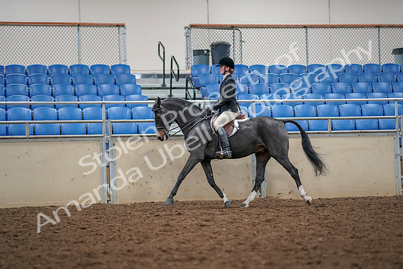 2019 Morgan Horse Show - Aug 30, 2019 - 23289