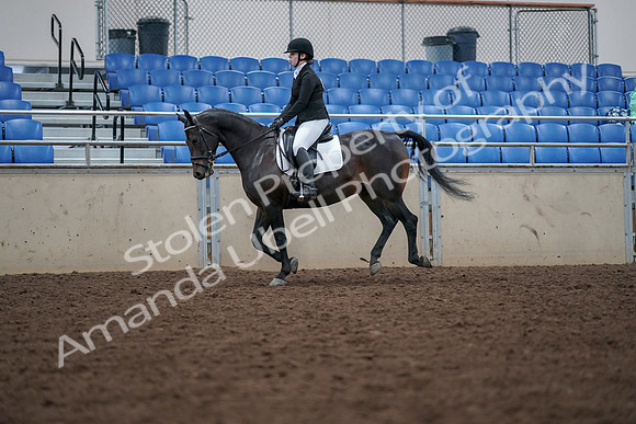 2019 Morgan Horse Show - Aug 30, 2019 - 18438