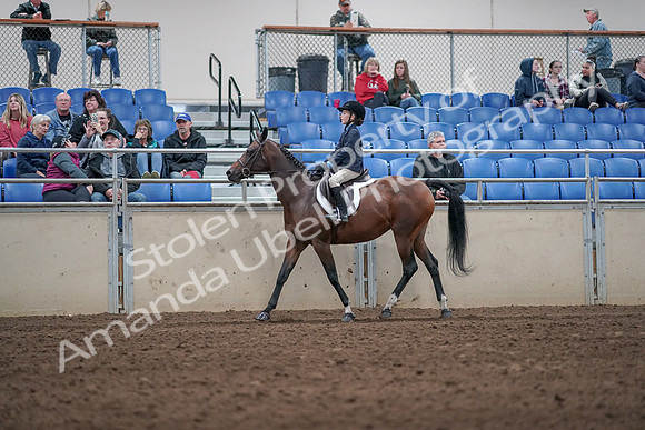 2019 Morgan Horse Show - Aug 31, 2019 - 19549