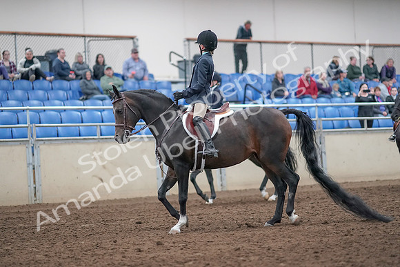 2019 Morgan Horse Show - Aug 31, 2019 - 19382