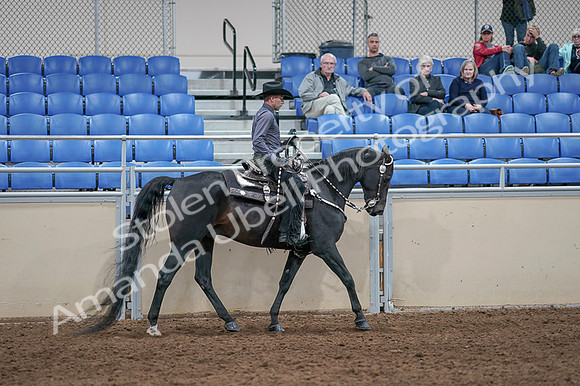 2020 - AB Morgan Horse - Fri, Sept 04 - 08487