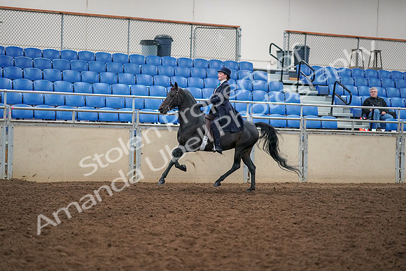 2019 Morgan Horse Show - Aug 30, 2019 - 12330