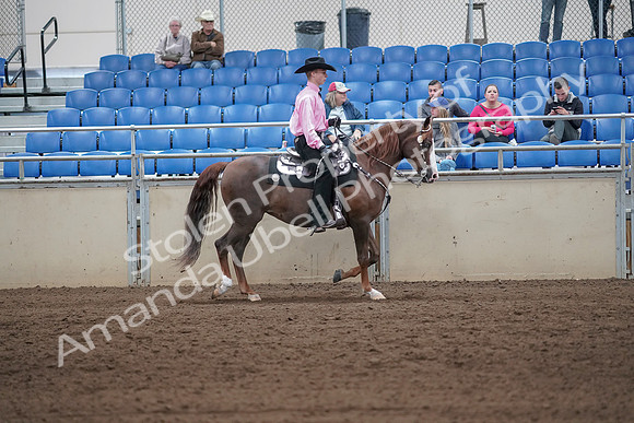 2019 Morgan Horse Show - Sept 01, 2019 - 07160