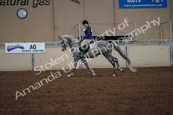 2019 Morgan Horse Show - Aug 30, 2019 - 22430