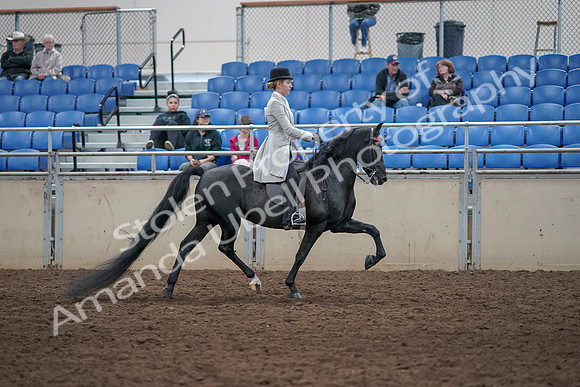 2019 Morgan Horse Show - Aug 31, 2019 - 09523
