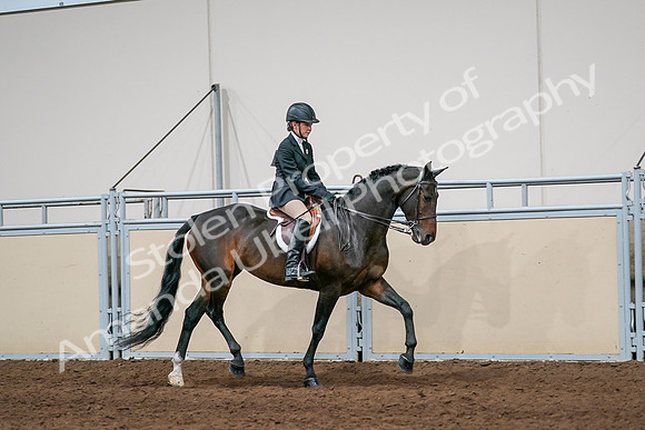 2020 - AB Morgan Horse - Sun, Sept 06 - 08081