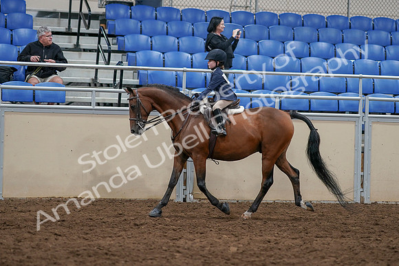 2020 - AB Morgan Horse - Sun, Sept 06 - 07691
